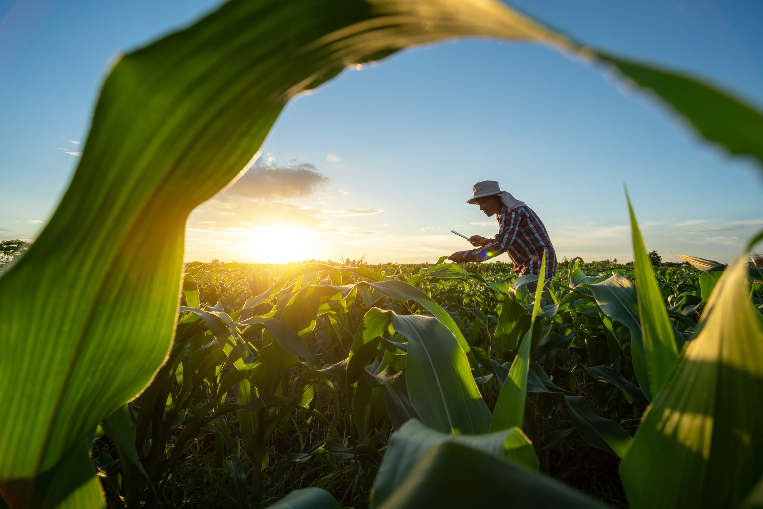 Asian senior farmer working in the agricultural garden of Corn field at sunset. agriculture. Asian senior farmer working in the agricultural garden of Corn field at sunset. agriculture.