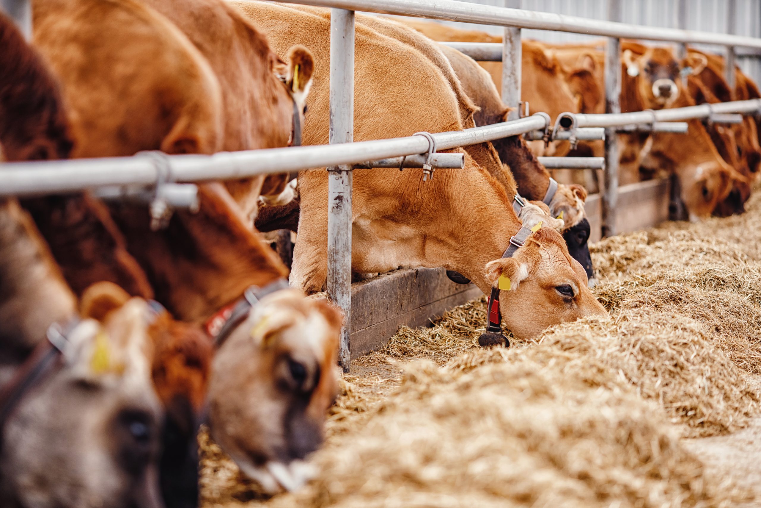 Cows red jersey with automatic collar. Banner modern farm dairy and meat production livestock industry Cows red jersey with automatic collar. Banner modern farm dairy and meat production livestock industry
