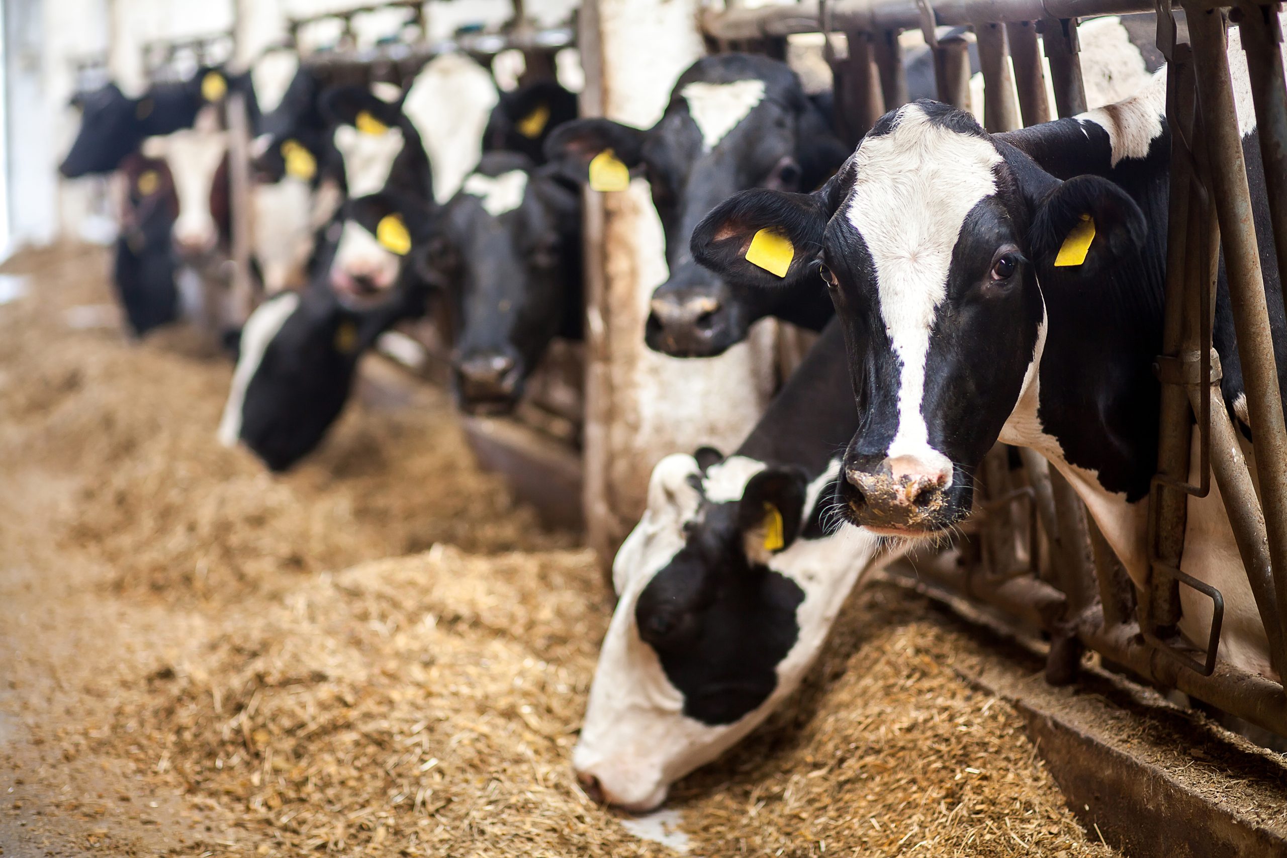 Seguridad alimentaria de los piensos