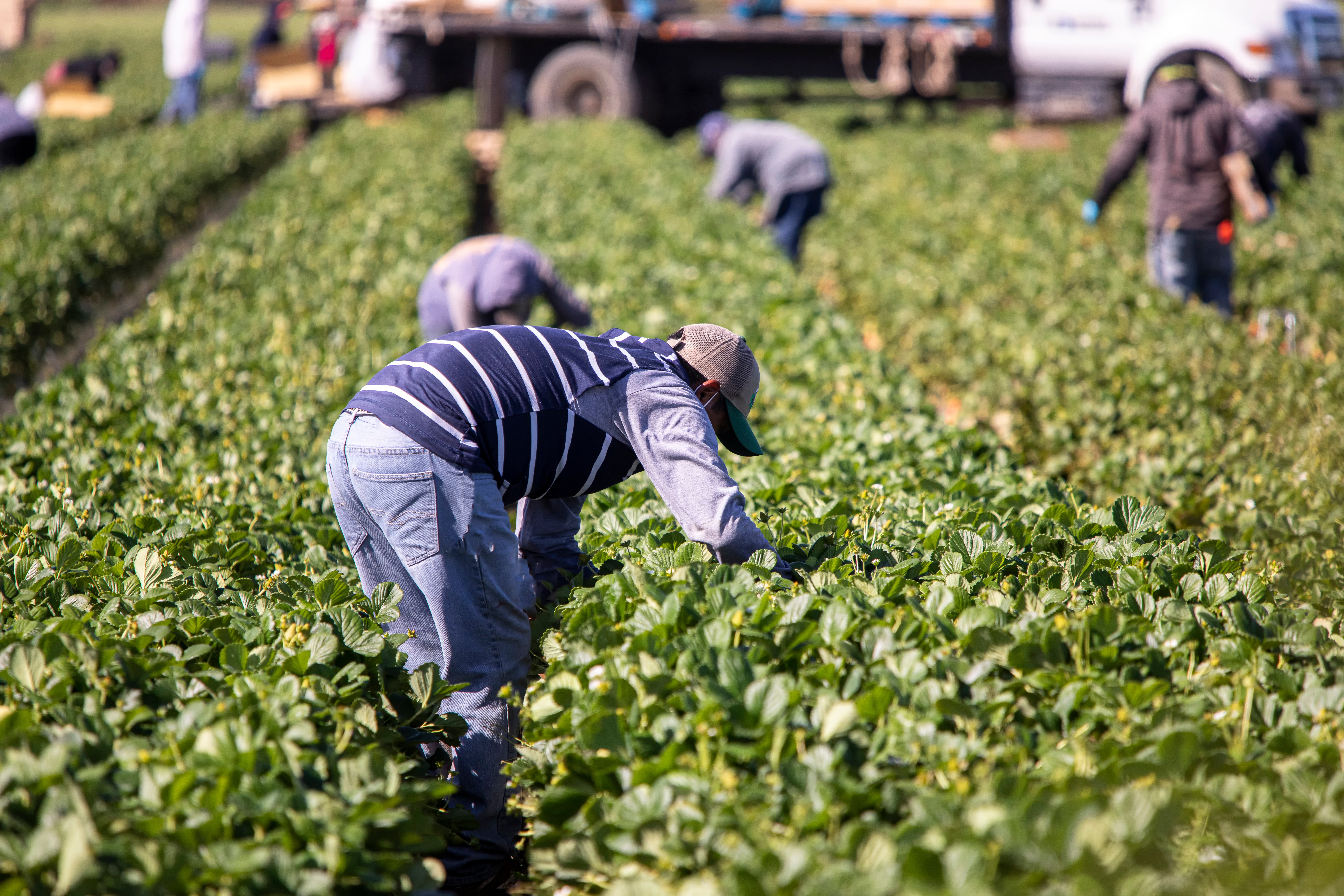 Fair trade – Local farmers Fair trade – Local farmers