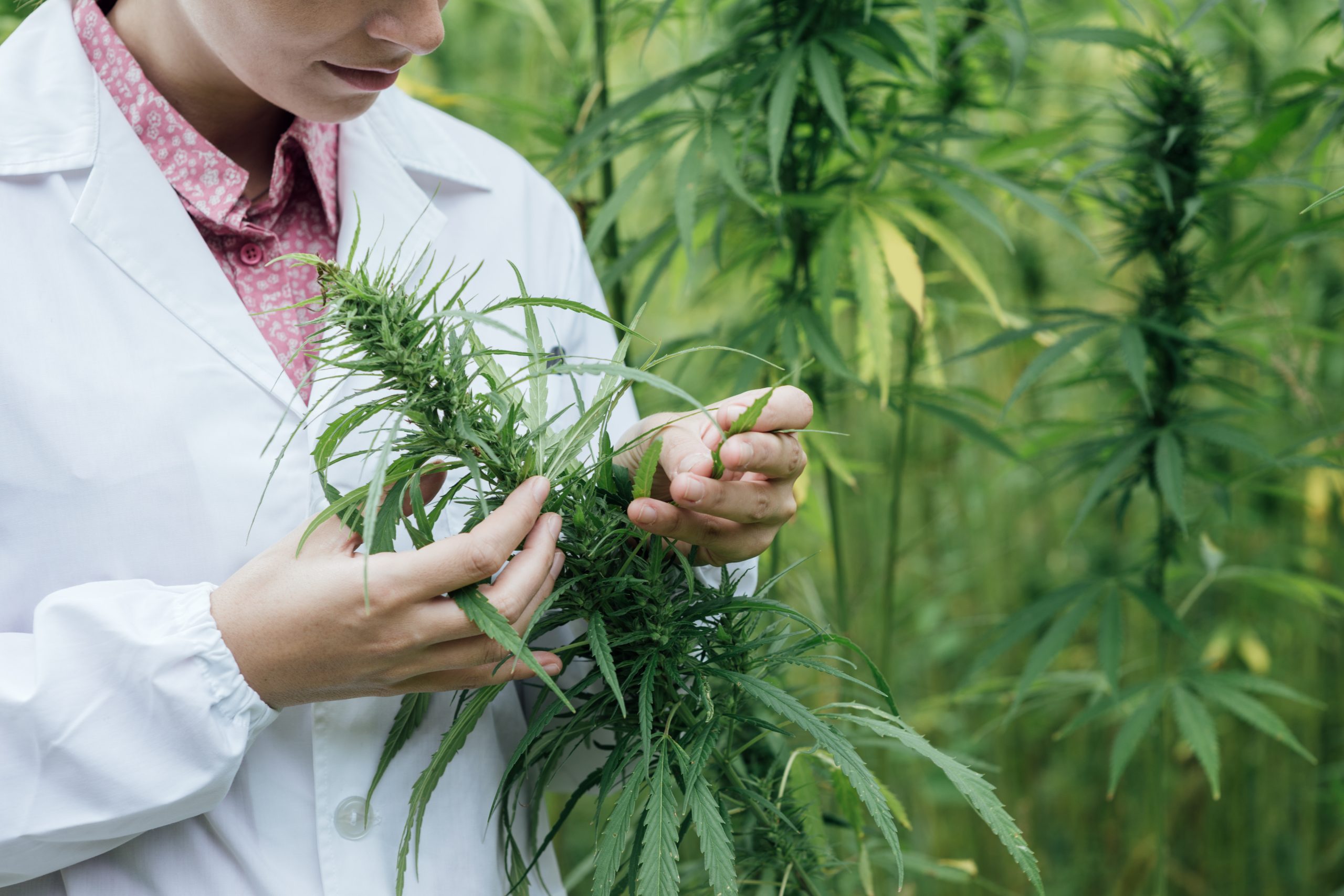 Cannabis 50 Cannabis 50