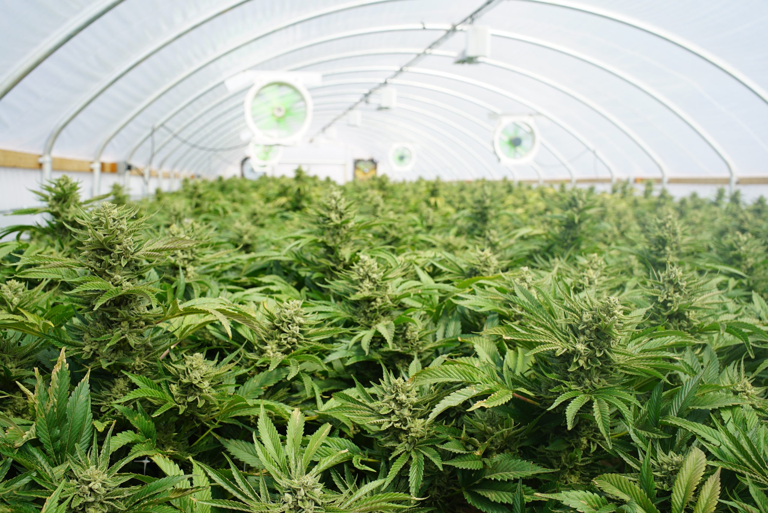 Cannabis 52 Cannabis 52