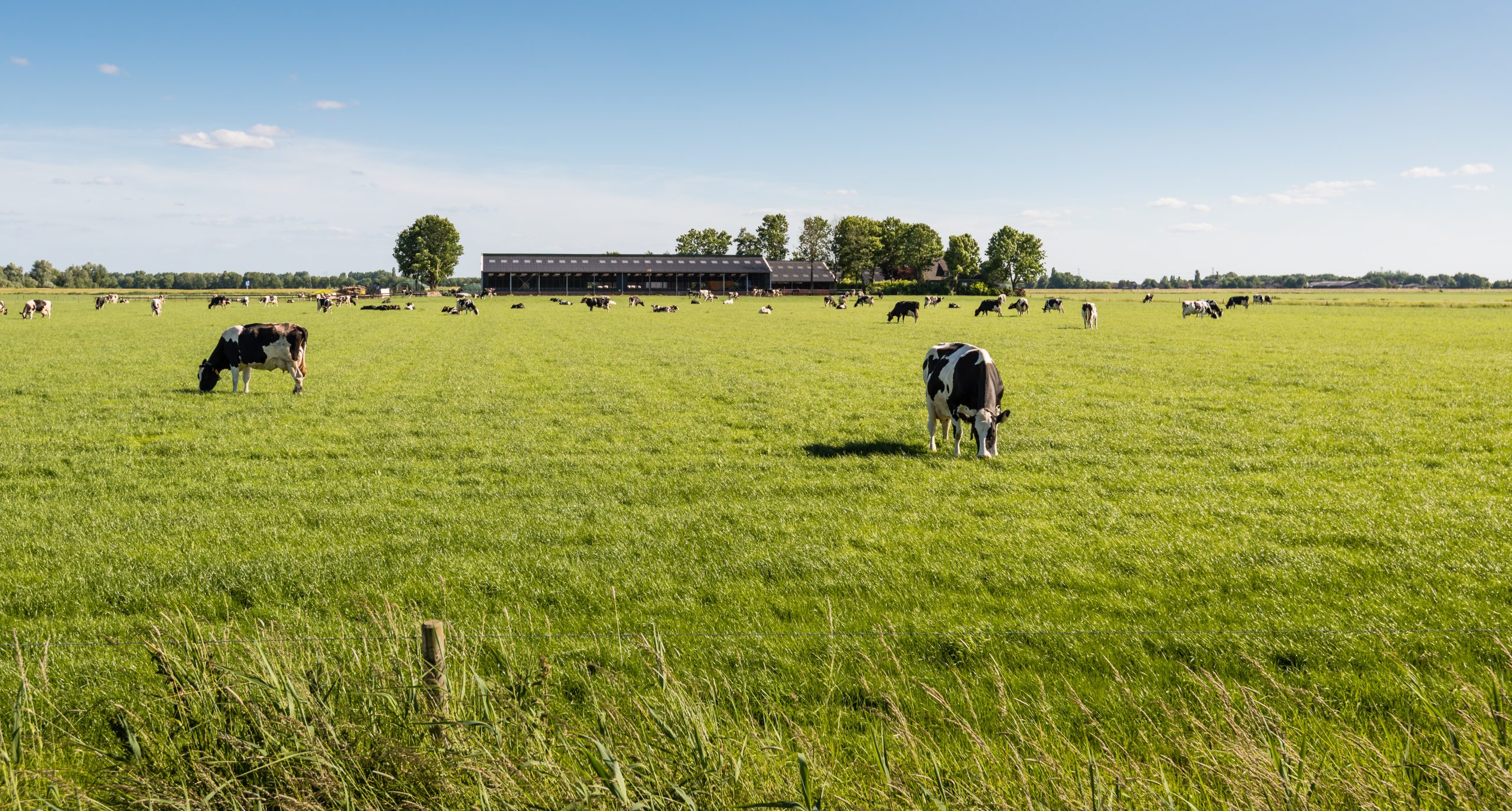 Cows in field Cows in field