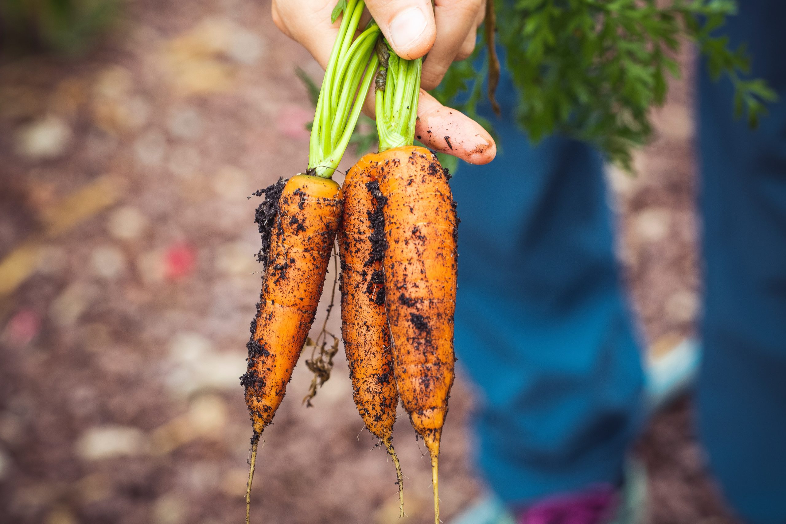 Organic agriculture_2 Organic agriculture_2