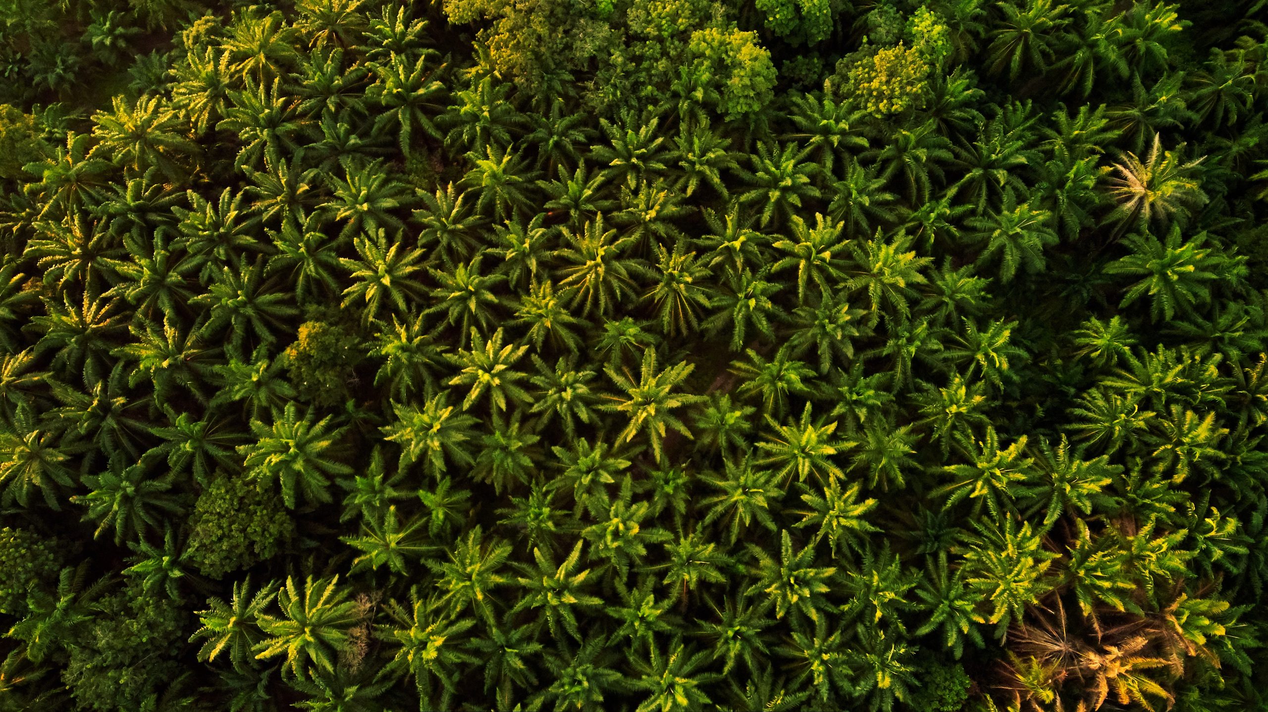 Palm oil field Palm oil field