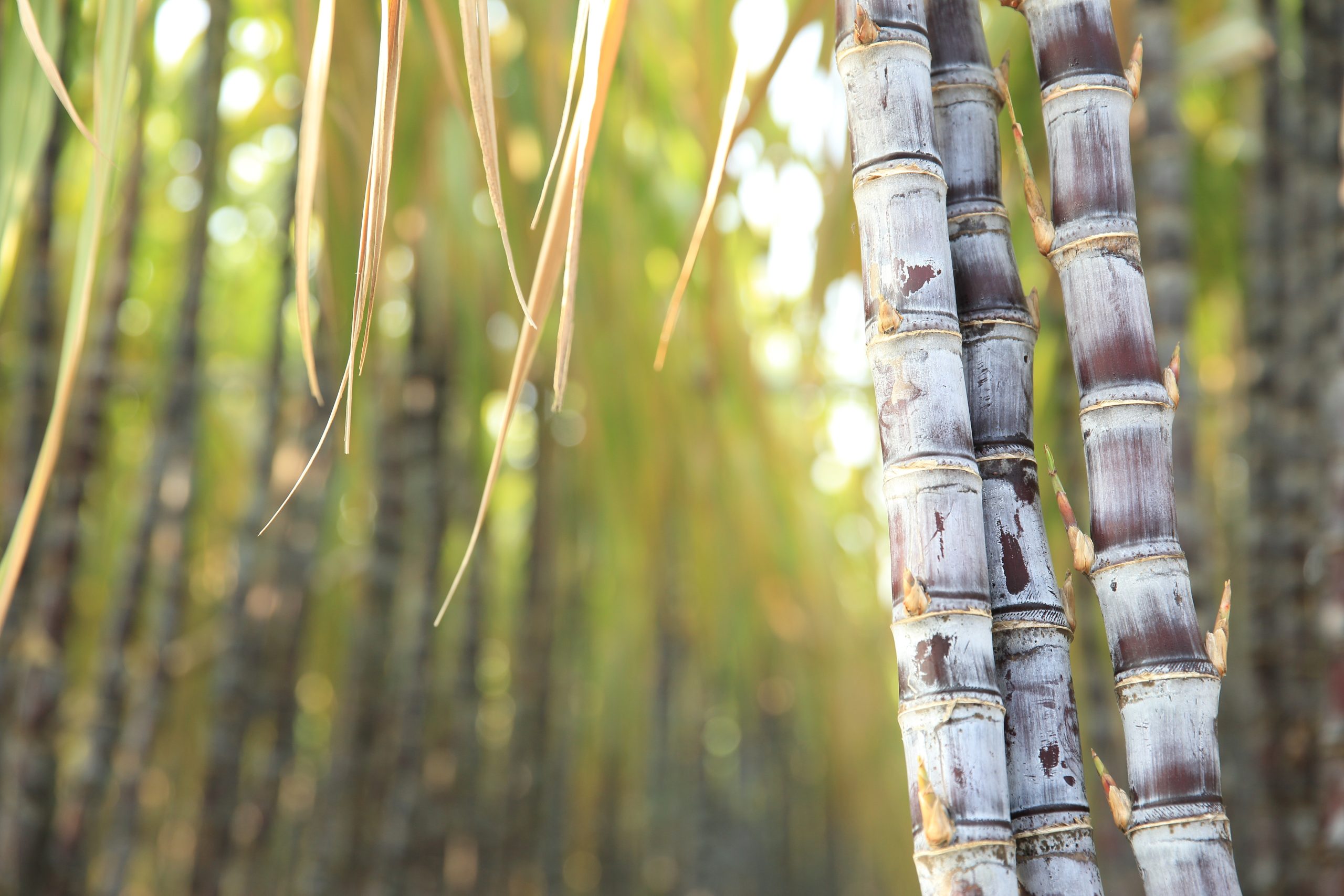 Sugar cane detail