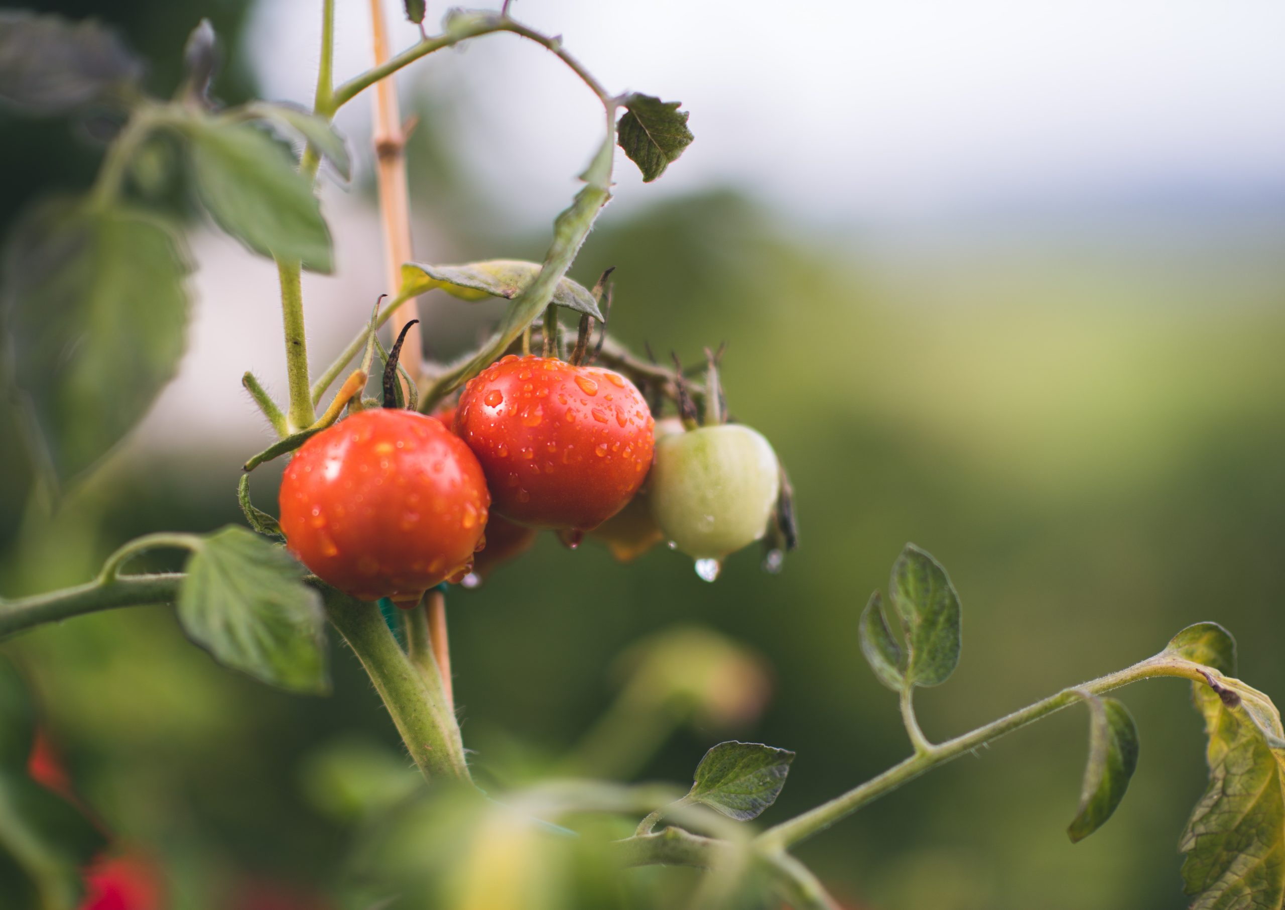 Tomate