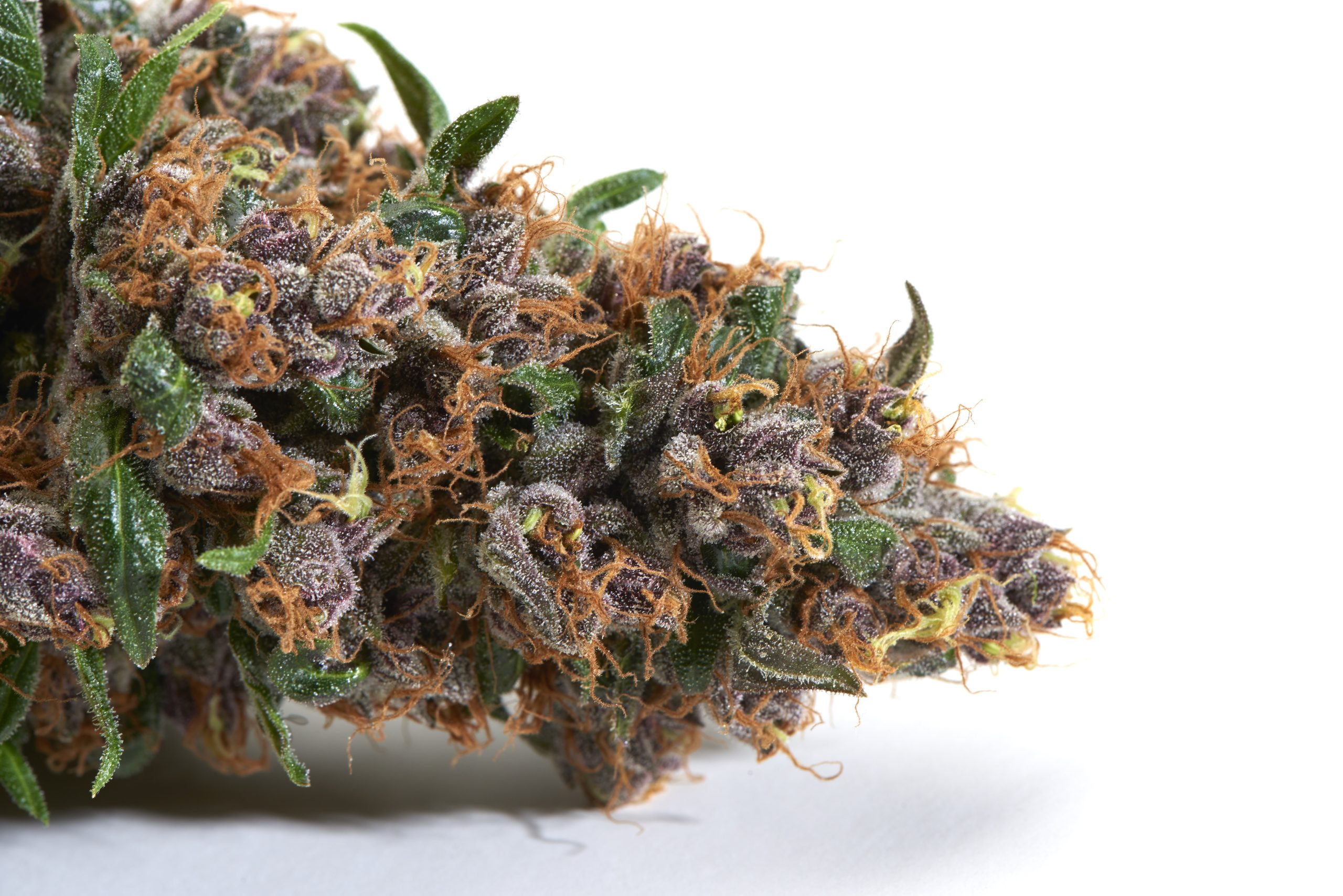 Cannabis 18
