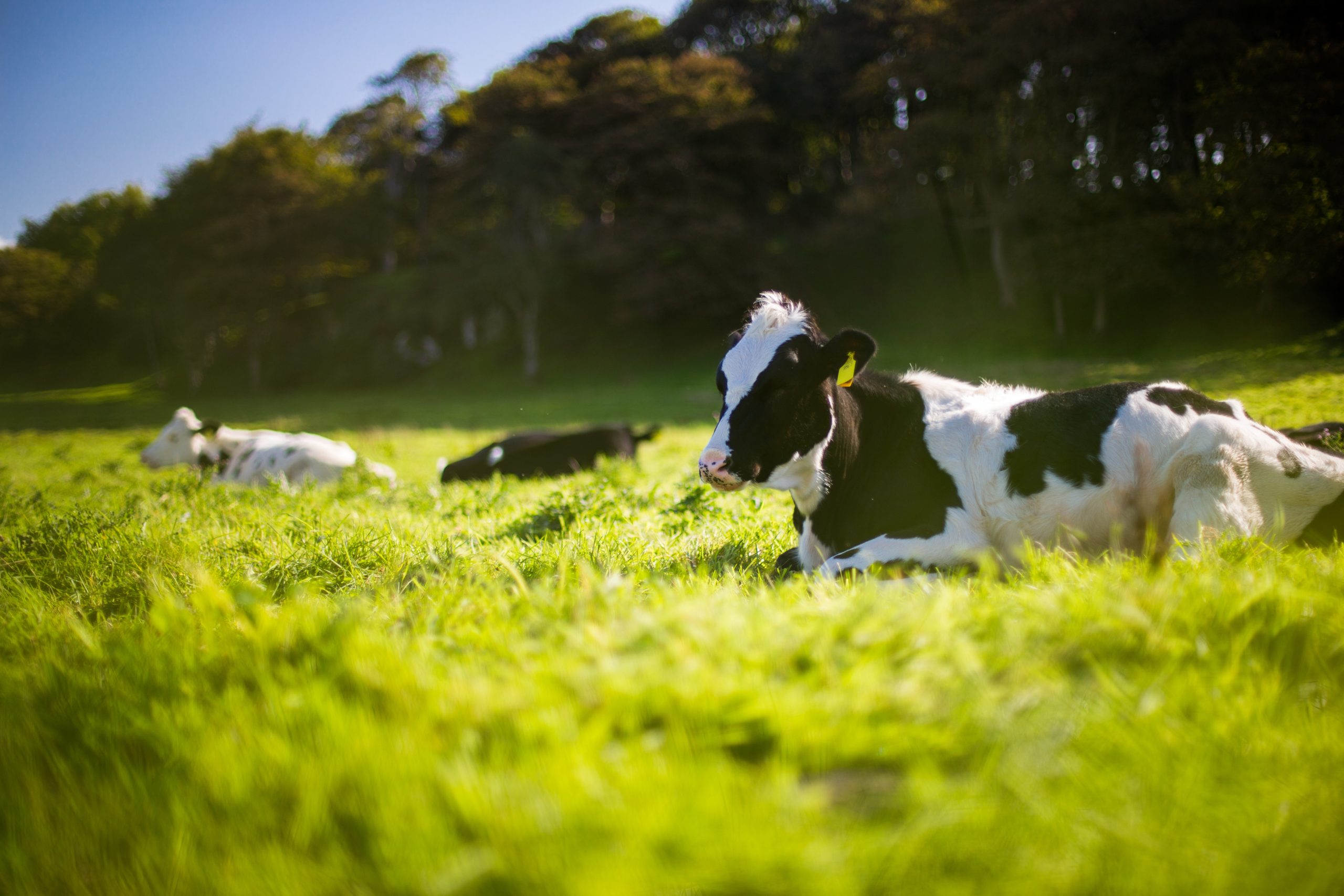 Ganadería y productos animales Ganadería y productos animales
