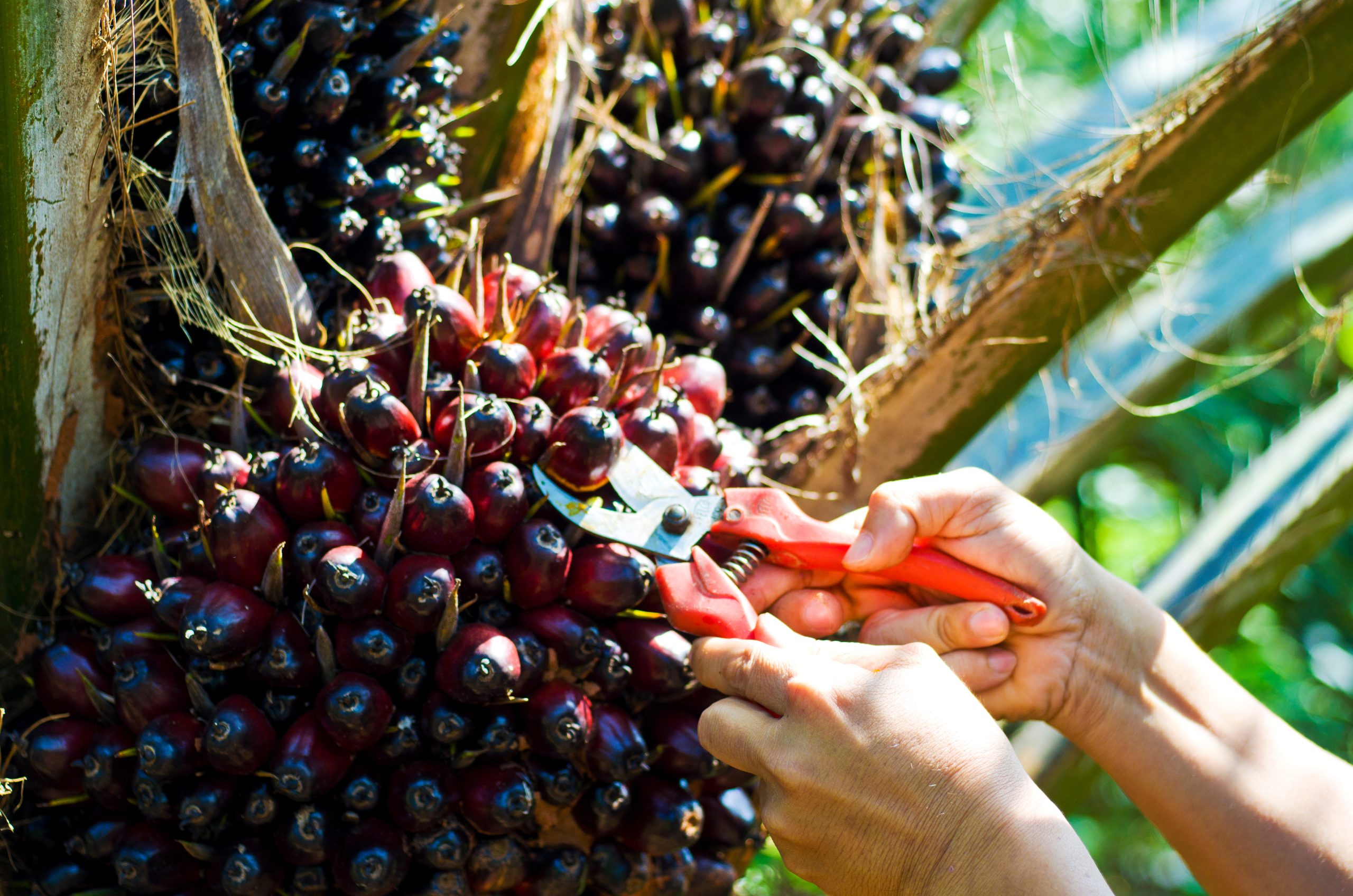 Palm oil