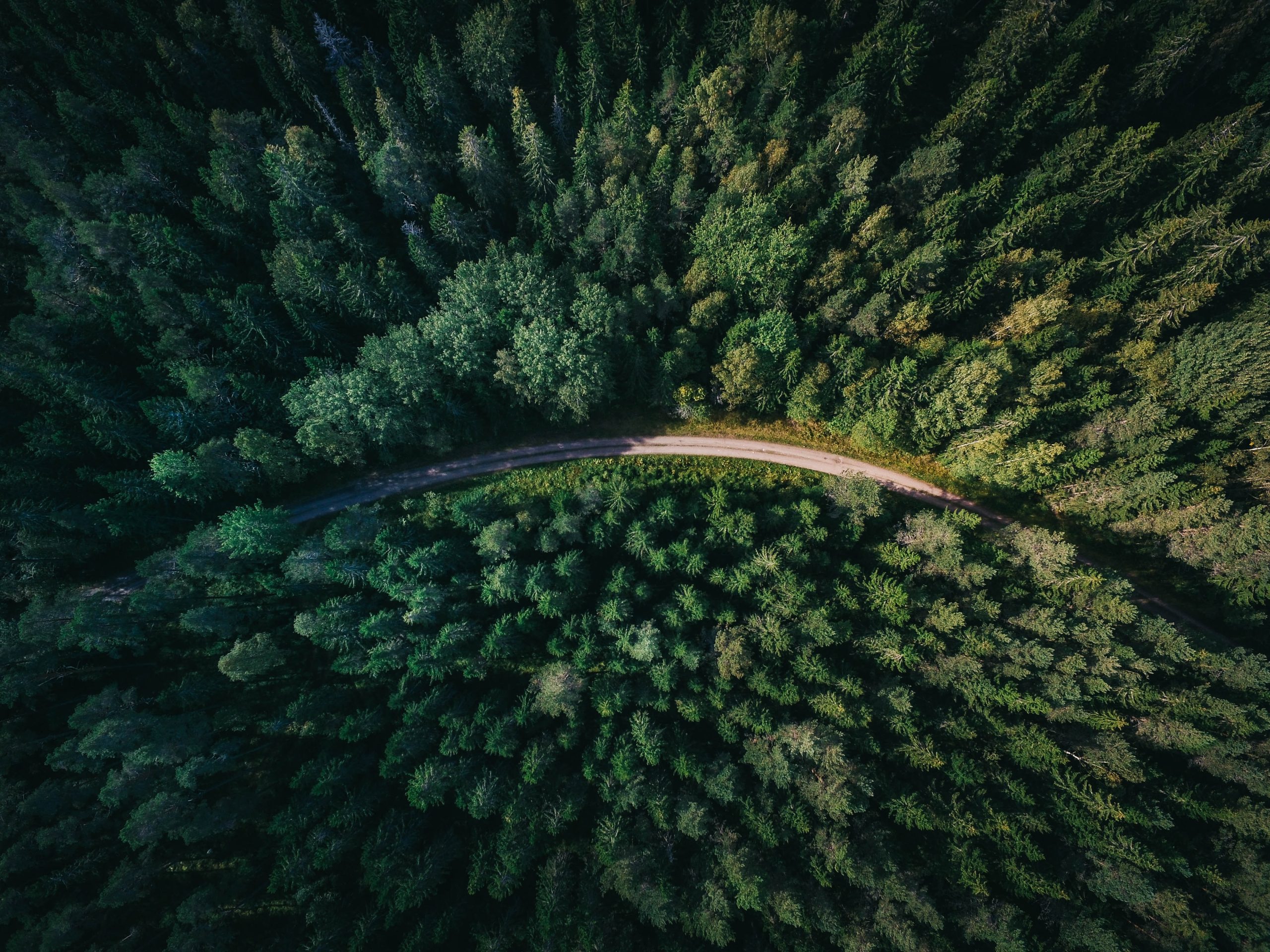 Forest 2
