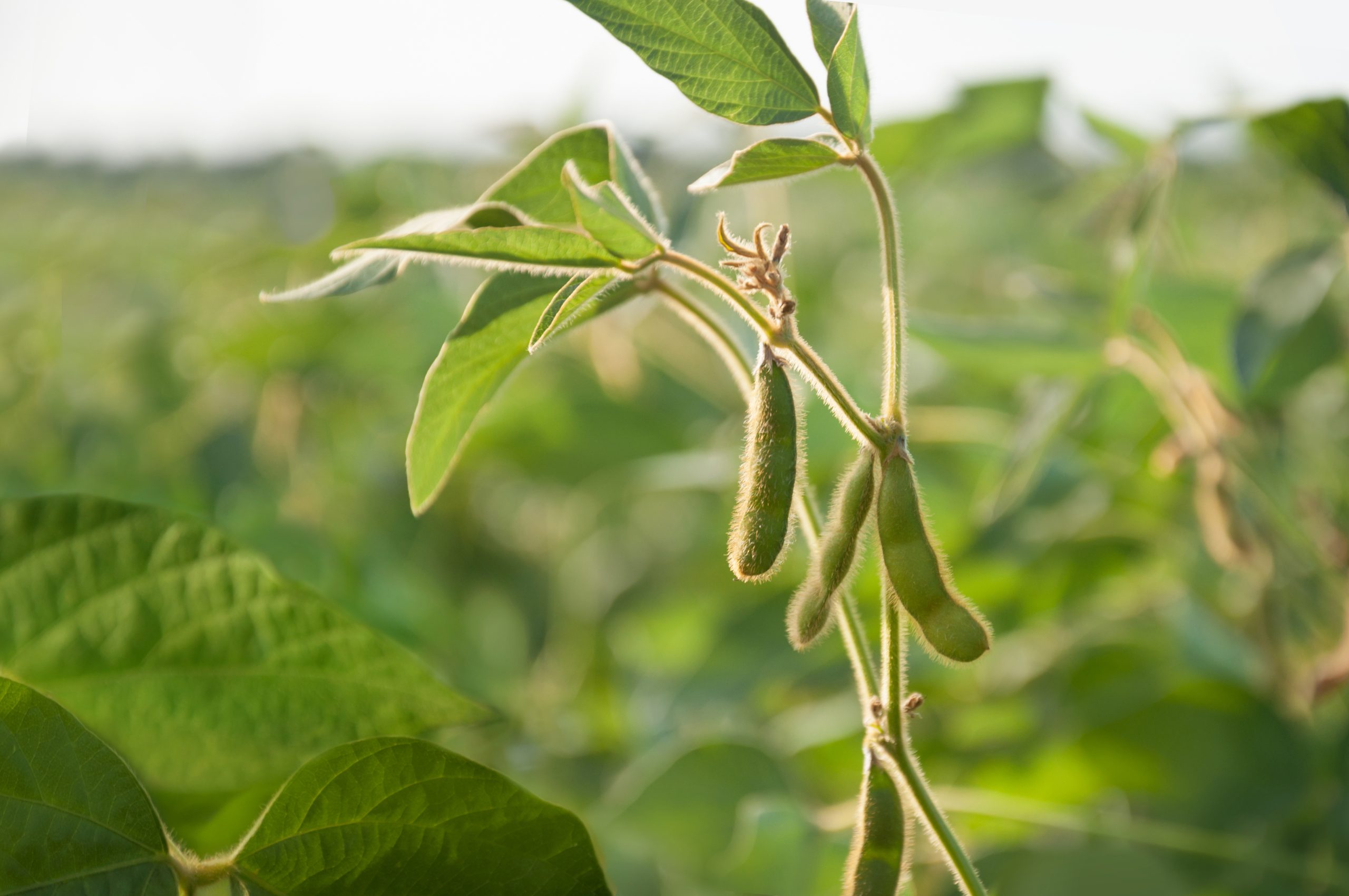 Soy