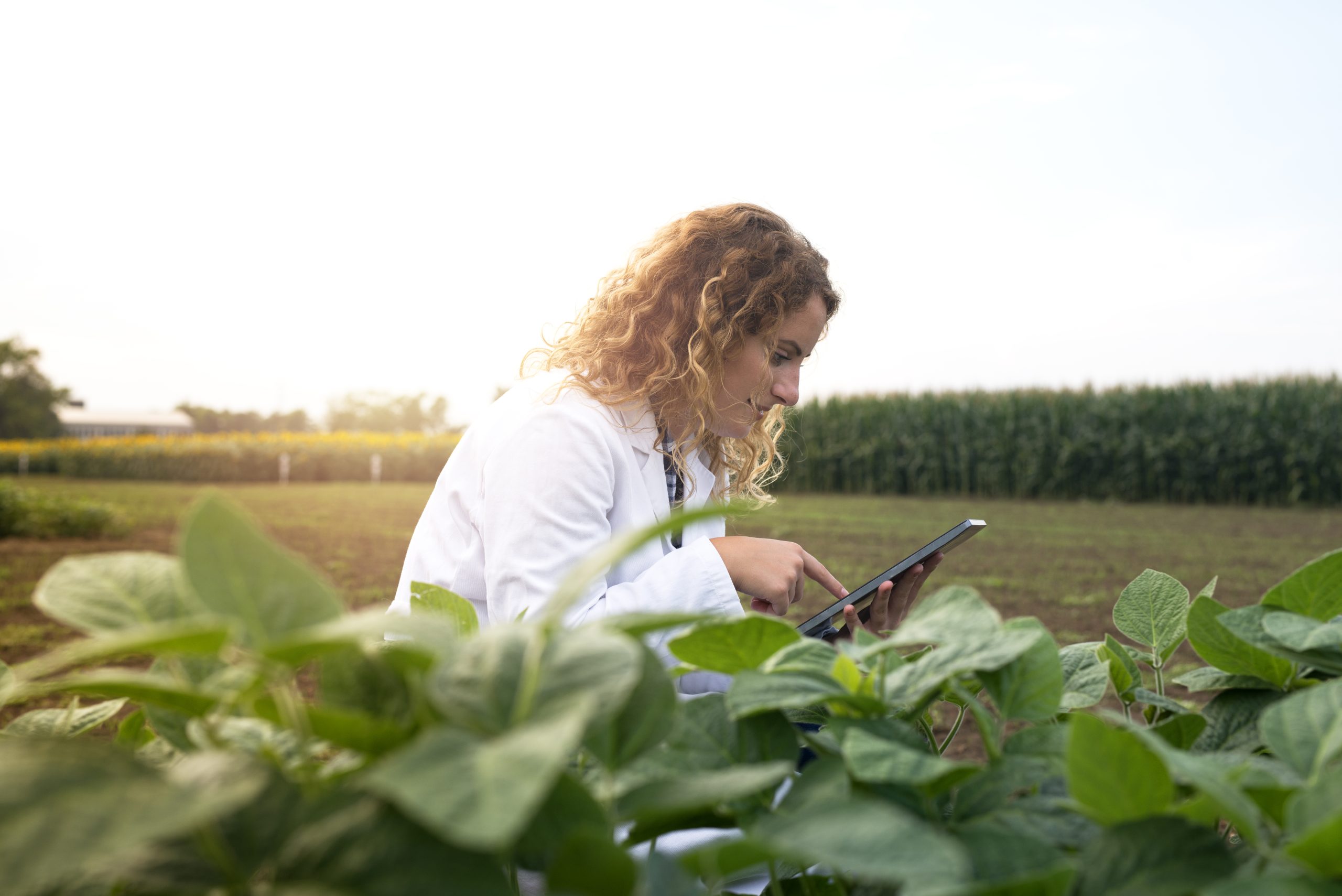 Female agronomist checking crops in the field with tablet computer.